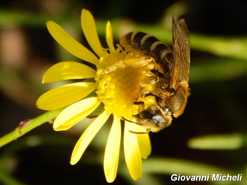 Halictus scabiosae (Apidae Halictinae)